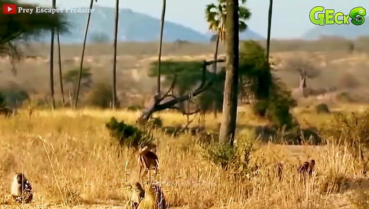 OMG! Lion Fails Miserably in the Hunt for Honey Badger, This Is Why Honey Badgers Are Immortal