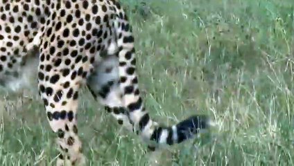 Pitiful Scene! Crocodile Of Death Rushed To Tear Mother Cheetah While Taking Her Cub Across River