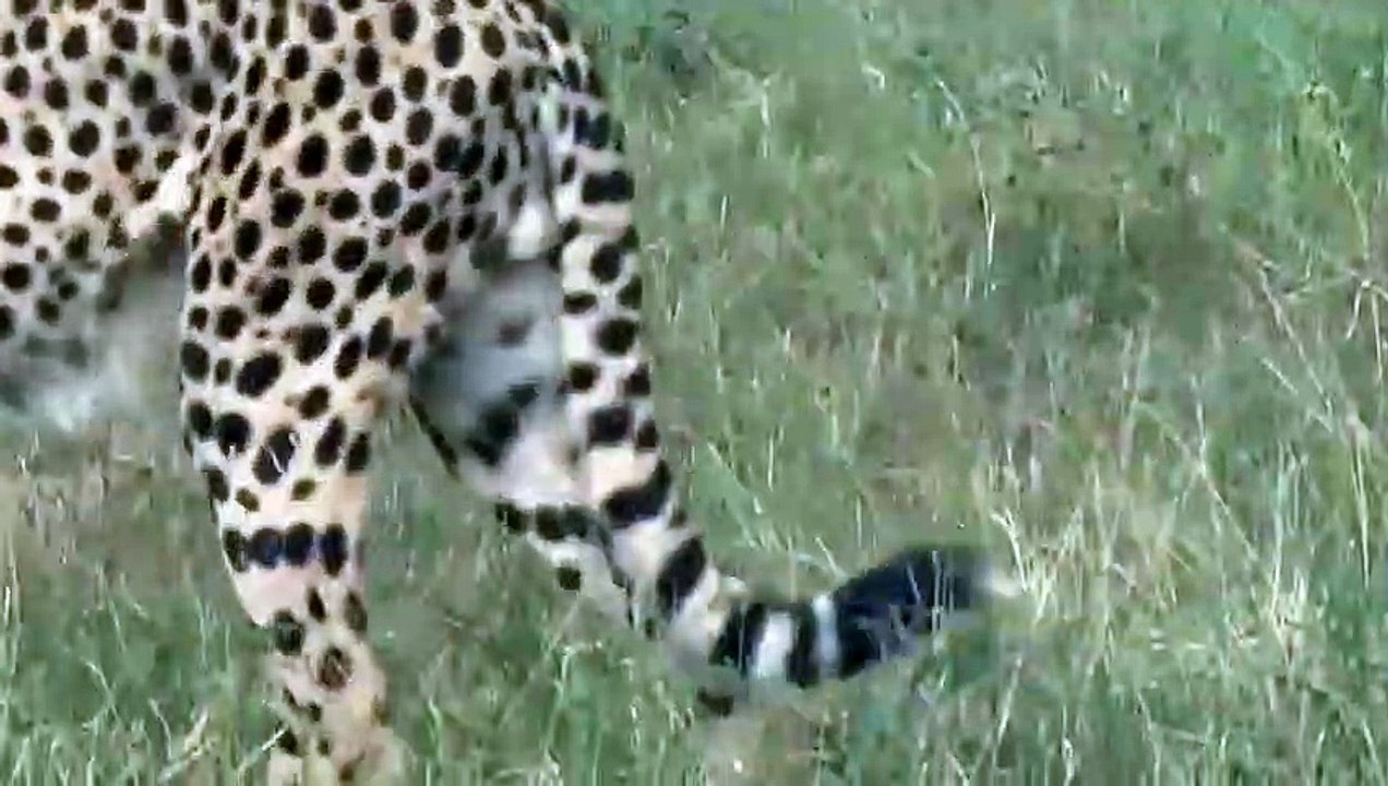 Pitiful Scene! Crocodile Of Death Rushed To Tear Mother Cheetah While Taking Her Cub Across River