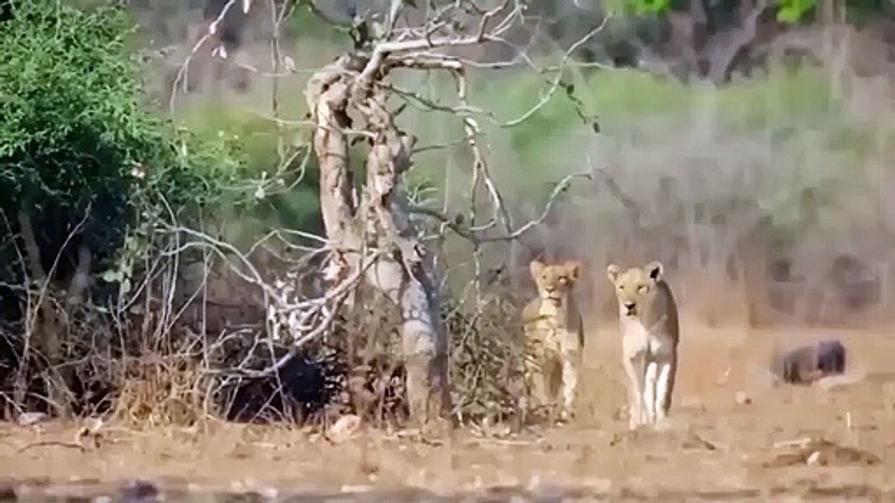 Porcupines Are Very Dangerous! This Giant Porcupine Easily Defeats Lion Thanks To Its Sharp Spikes