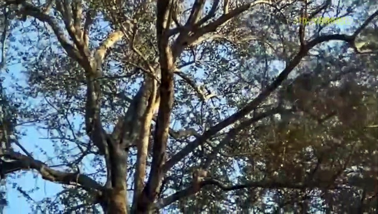 Provoke The Monkey Leader! Arrogant Leopard Must Receive The Most Dire Consequences