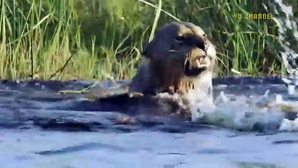 Shocking Moments When Painful Lions Are Attacked And Tortured By Africa's Deadliest Preys