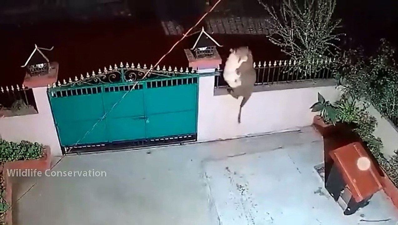 Tragic Leopard! Leopard Recklessly Broke Into People's Houses And Were Fiercely Revenged By Dogs