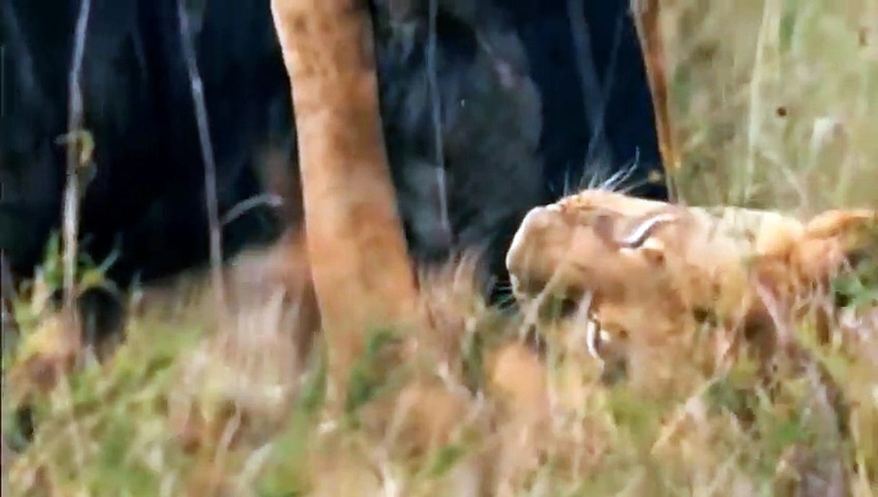 Strange! Lioness Becomes Surrogate Mother To Protect Lost Baby Wildebeest From Deadly Hunt Of Hyenas