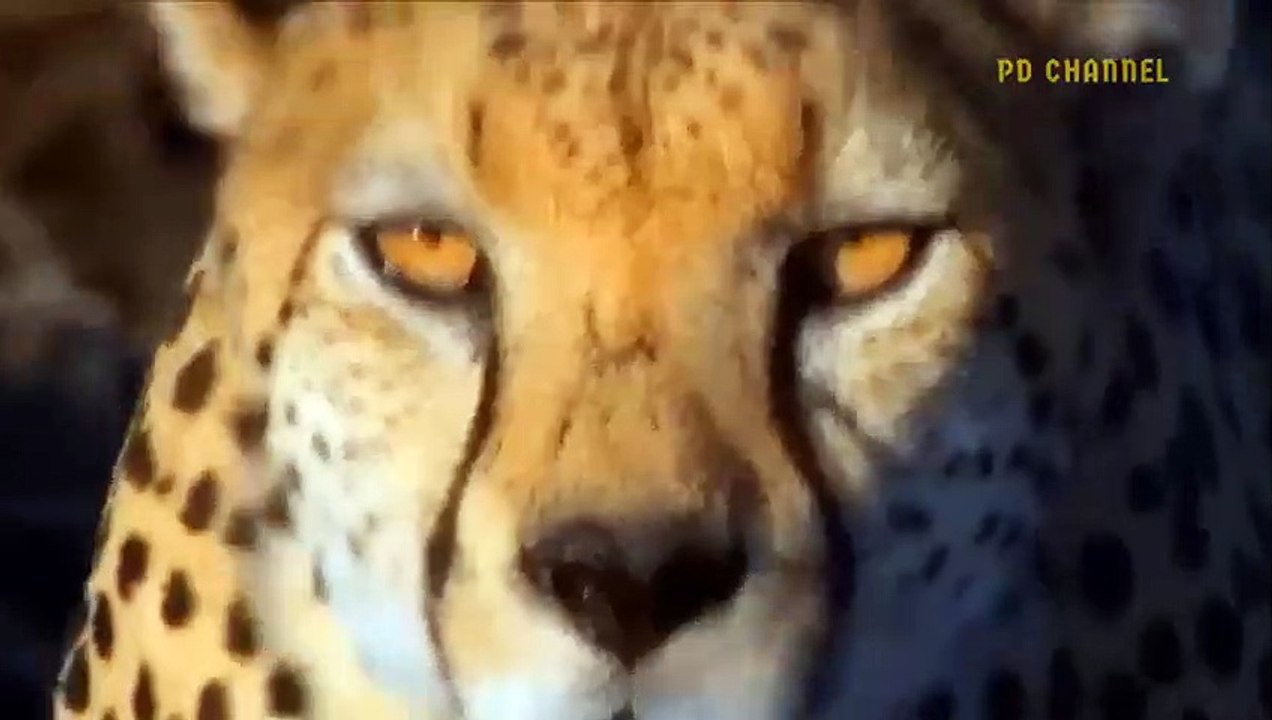 Turbulent Battle! Super Mother Ostrich Launched Dangerous Blow Strikes Down Leopard To Protect Eggs