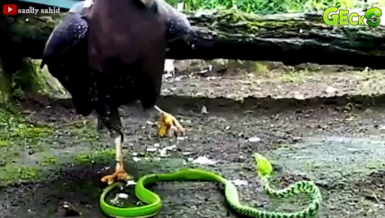 Tragic! Crocodile Meets Tragedy When Entering Tiger Territory   Tiger vs Crocodile, Buffalo, Dog...