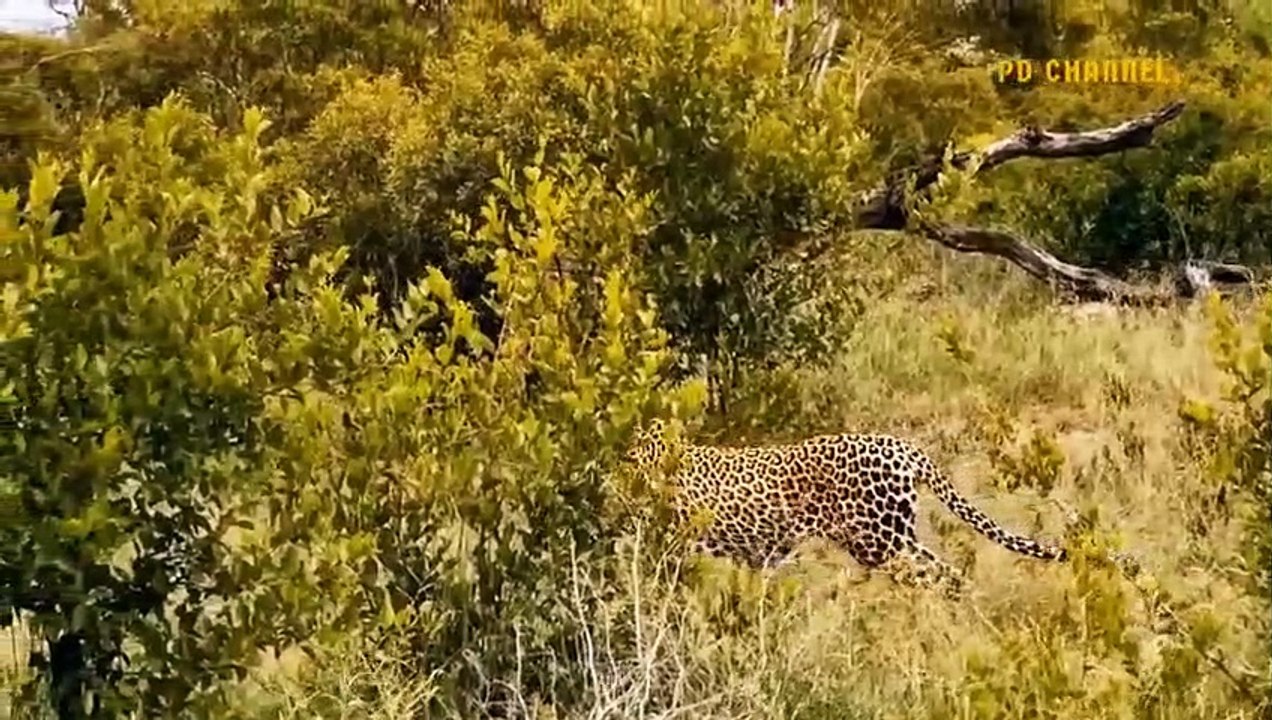 Warthog Adventure! The Sly Warthog Fights Alone And Knock Down Africa's Deadliest Predators