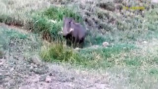 Warthog Dominates The Forest When He Bravely Kills Lions To Protect His Cubs - Leopard Vs Baboon