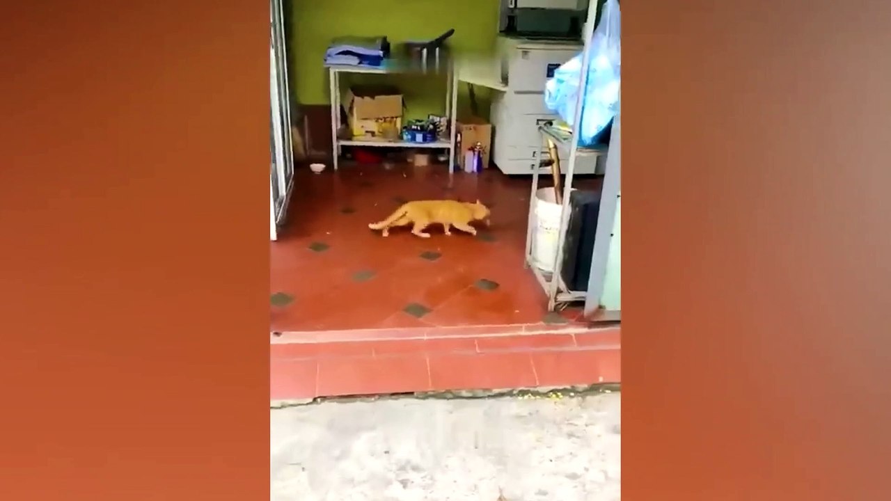 dog funny video 1