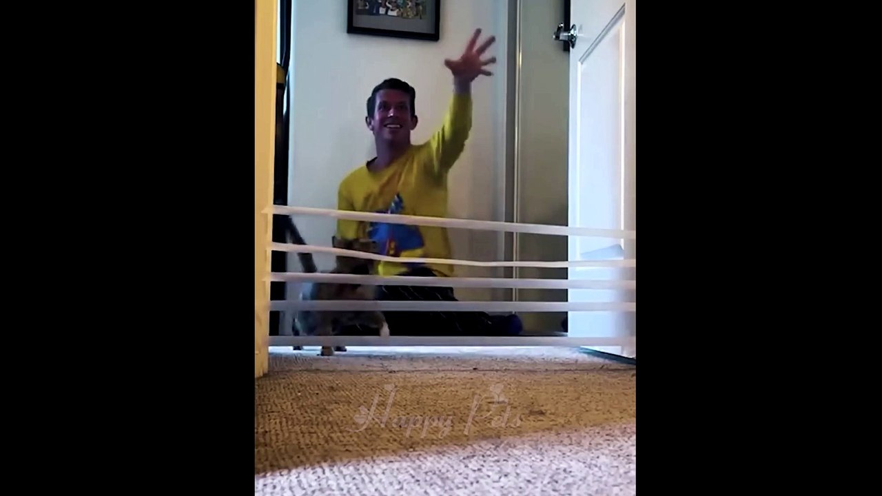 dog funny video 01