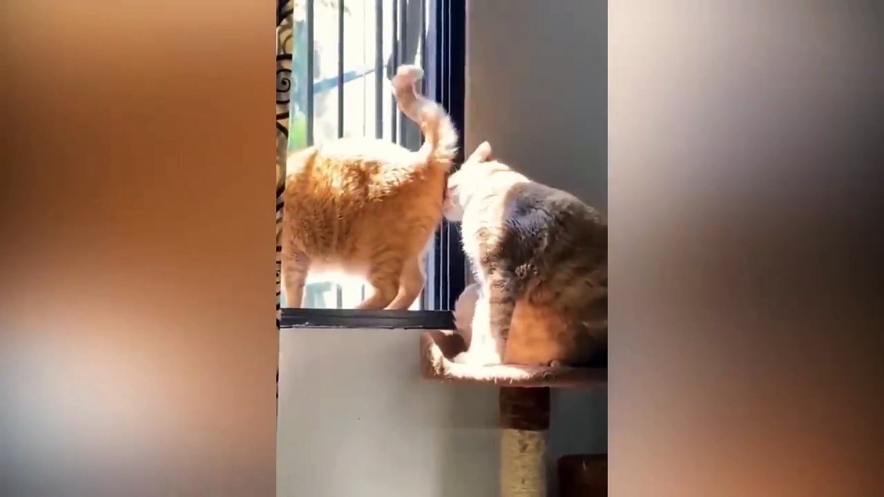 dog and cat funny video 04
