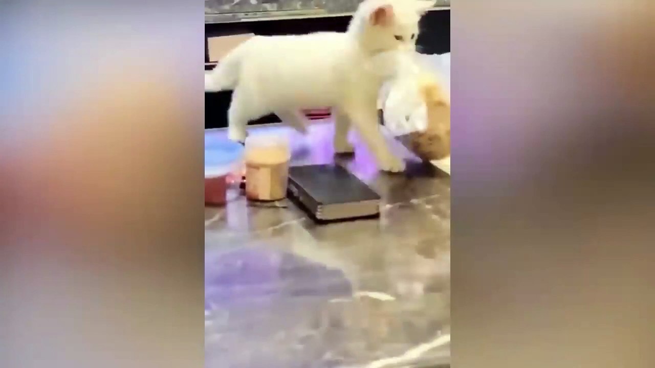 dog and cat funny video 8