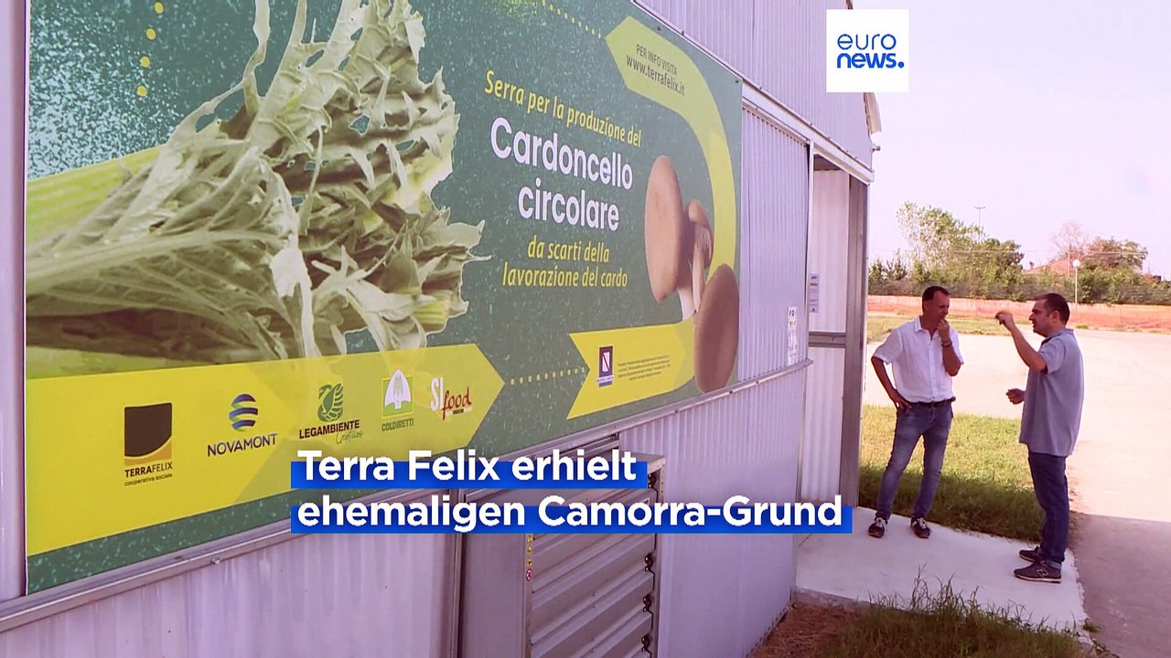 „Land der Feuer“ bei Neapel: Auf dem Mafia-Boden wachsen jetzt Pilze und Artischocken