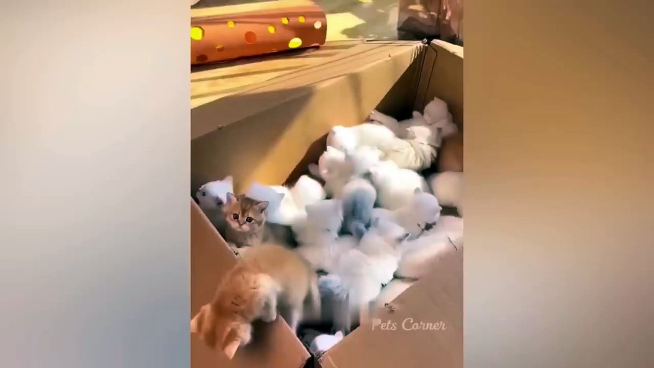 dog and cat funny video 9