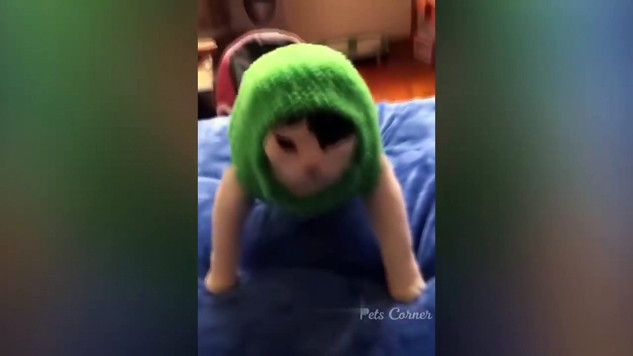 dog and cat funny video 10