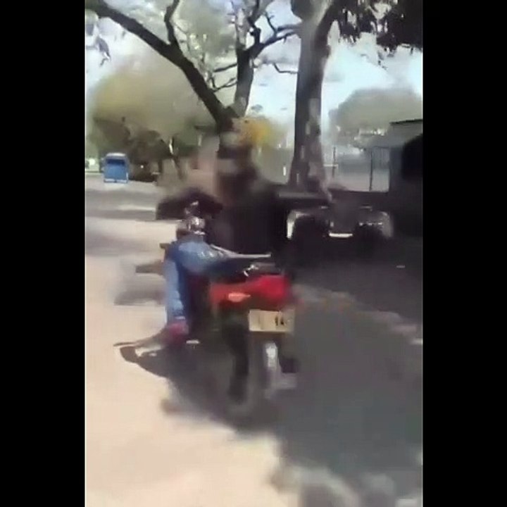 A donkey escapes and more