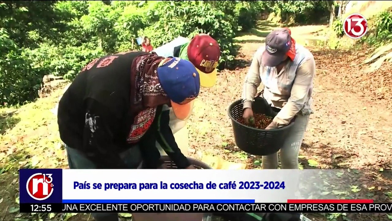 Cogidas de Café 2023- 2024