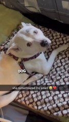 Blind and deaf dog reunites with her owner ❤️