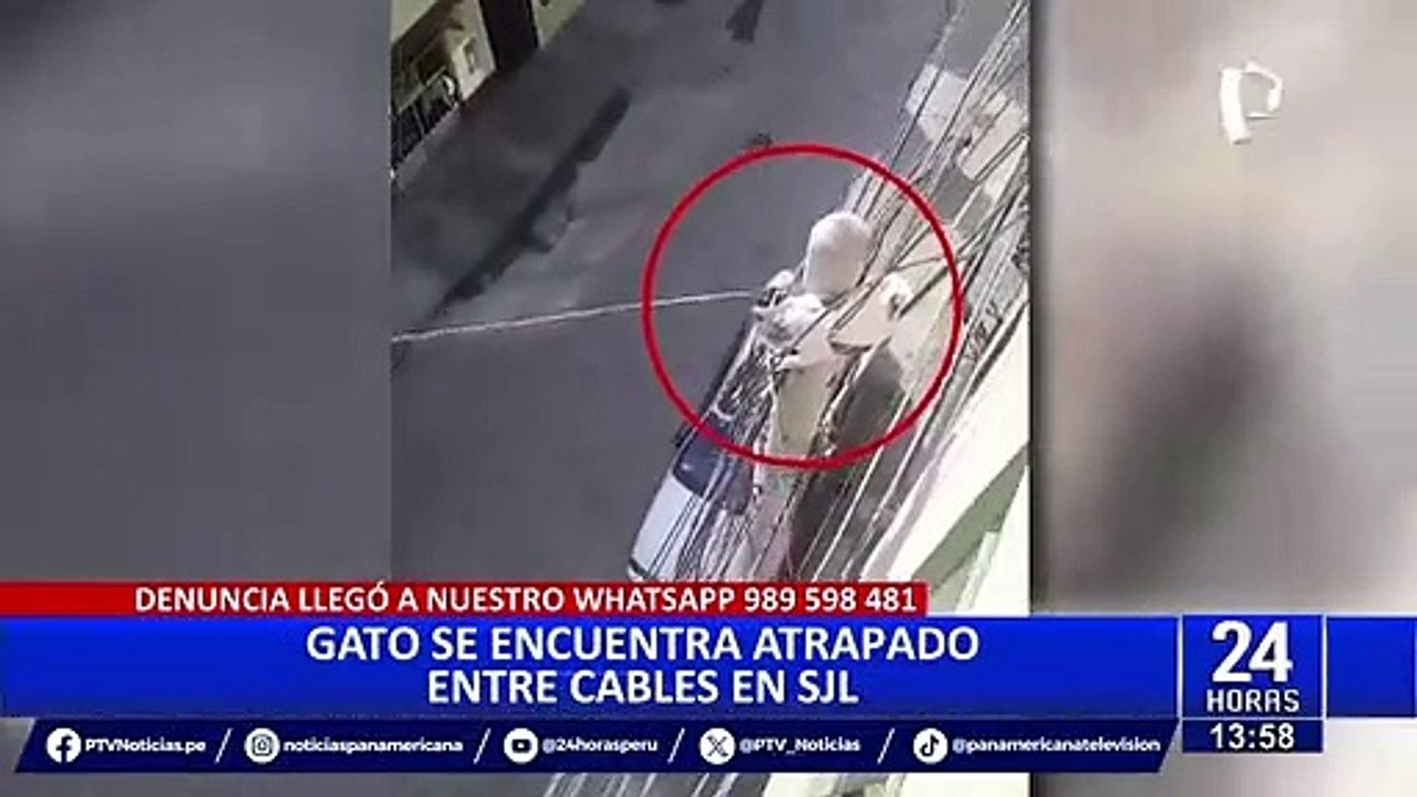 SJL: piden ayuda para gato atrapado en poste de cables eléctricos