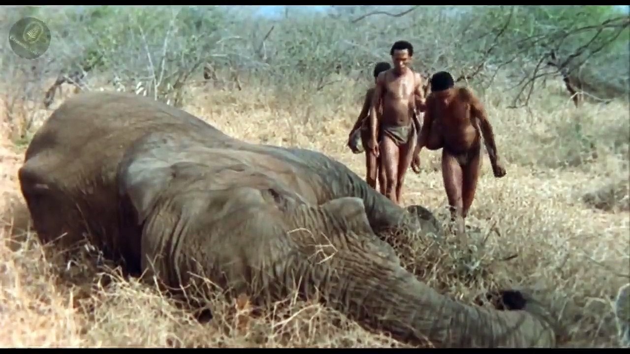 The God Must Be Crazy 2 Explain In Hindi _ Re-upload _ God Must Be Crazy 2 (1989) _ Cinema Soul