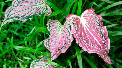 Are Caladiums Perennials That Come Back After Winter?