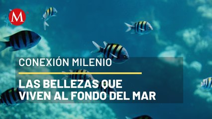 Identificando peces en el mar Caribe | Conexión Milenio