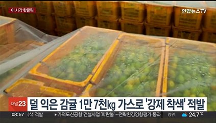 [핫클릭] 덜 익은 감귤 1만 7천㎏ 가스로 '강제 착색' 적발 外