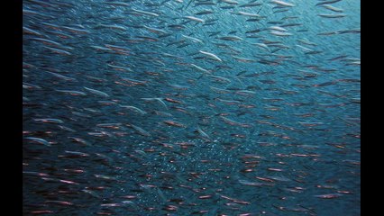 Plus de 800 kg de poissons morts à cause d’une bactérie en Essonne