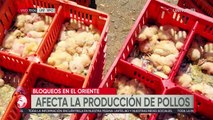 Cuatro mil pollitos bebés llegaron muertos a Cochabamba por el bloqueo en Buena Vista