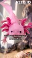 Axolotl Facts: Things You Didn't Know About These Fascinating Creatures