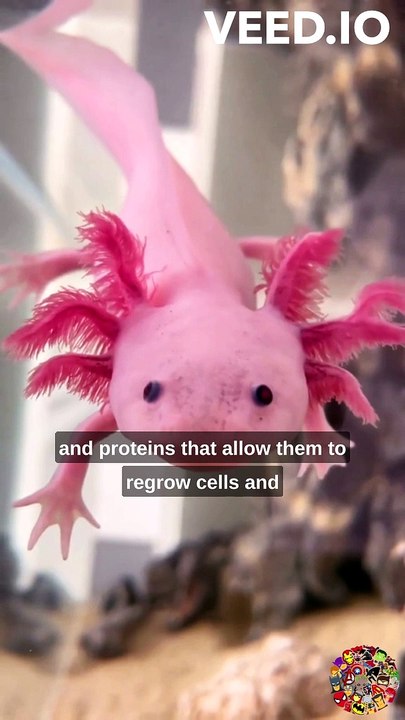 Axolotl Facts: Things You Didn't Know About These Fascinating Creatures