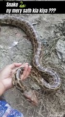 Play with A big python snake