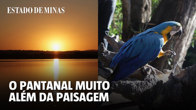 Pantanal: álbum de fotos da viagem ao Mato Grosso