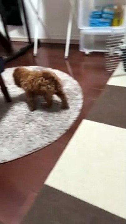 Cute baby dog short video 1