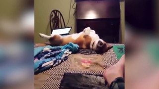 2. Funny Cats and Dogs videos 2 