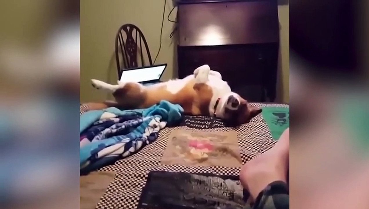 2. Funny Cats and Dogs videos 2 