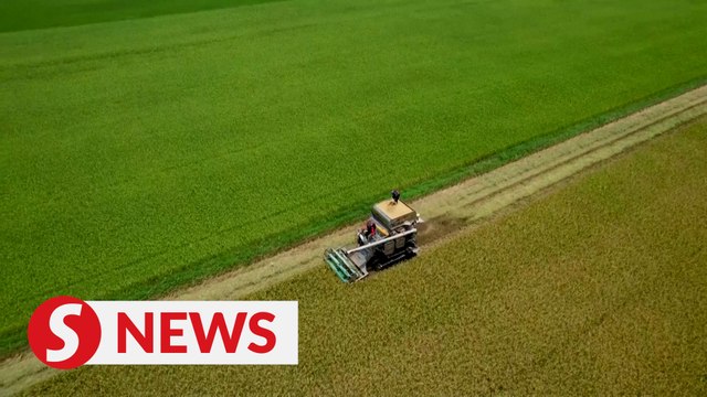 Thai farmers cash in on global rice price hike