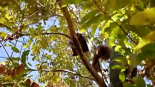 How To Build Underground Temple Swimming Pool, Underground House, Bow and Arrow, Bowfishing