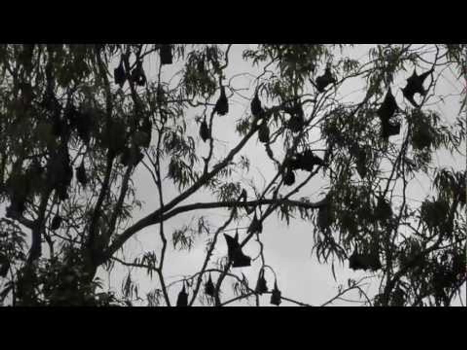 Fruit Bats Sri Lanka