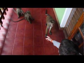 Cute Monkeys in Kandy, Sri Lanka