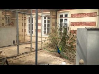 Dolmabahçe Palace Peacock