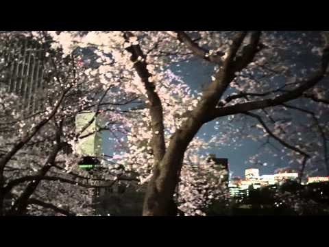 Cherry Blossoms In Tokyo At Night 2014