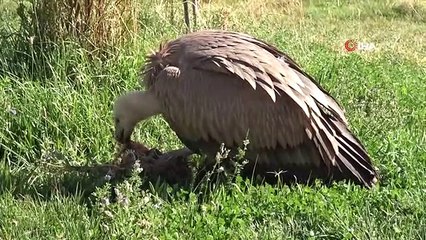 Nesli Tehlikede Olan Kızıl Akbaba Tedavi Altına Alındı