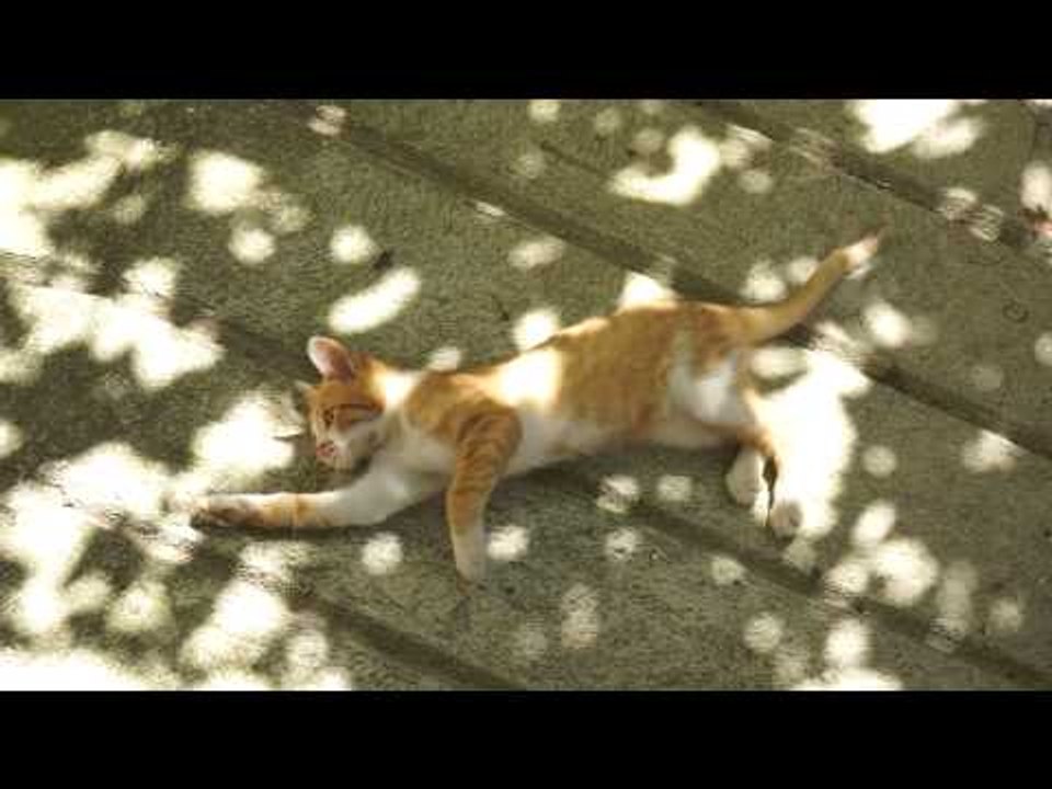 Cat In Bukovo