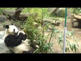 Panda At The Ueno Zoo In Tokyo