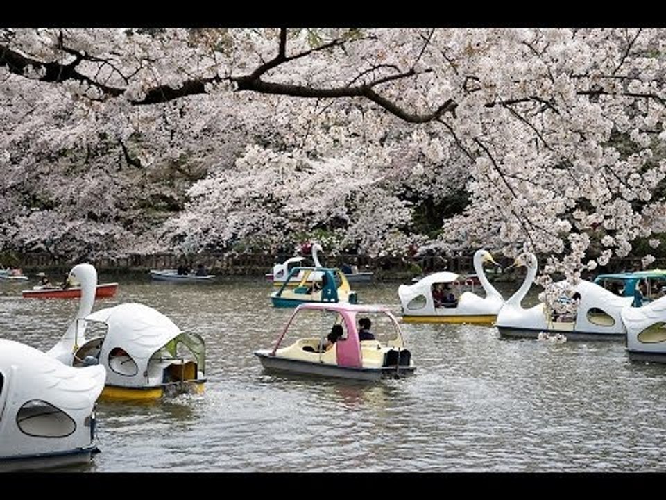 Sakura Season In Tokyo 2014