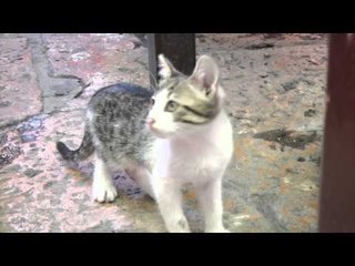 Cute Kittens At Skopje's Old Bazaar