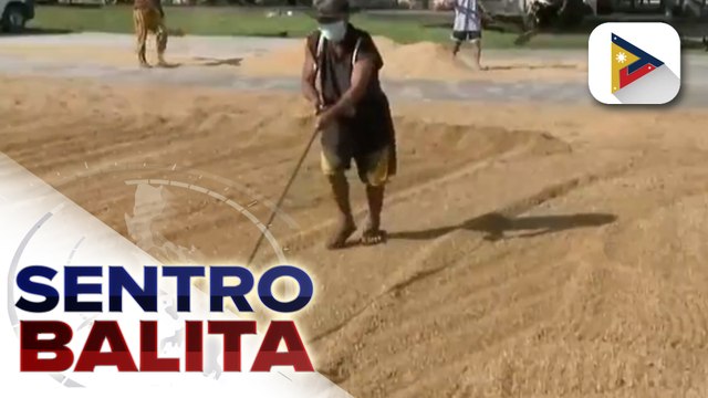 NFA, binabalangkas na ang guidelines sa pagbili ng palay sa mas mataas na presyo