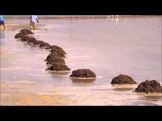 Biking through the  Rice Fields of Valencia