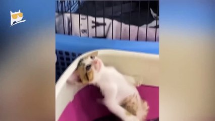 1 Hour of Funniest Animals 2023 - Funniest Cats and Dogs